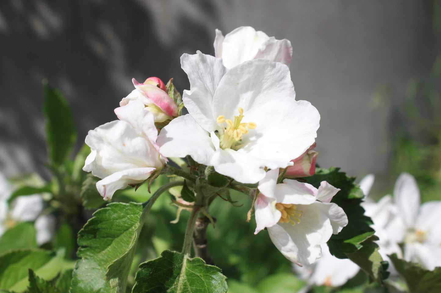 Malus d. 'Red Boskoop'