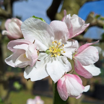 Malus d. 'Red Boskoop'