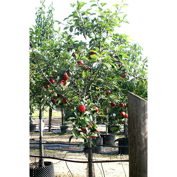 Malus d. 'Royal Gala'