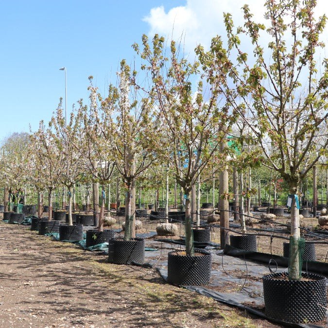 Malus d. 'Royal Gala'