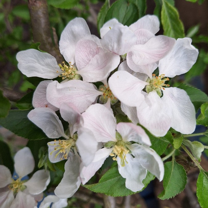 Malus d. 'Royal Gala'