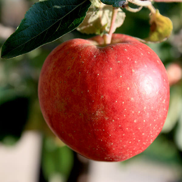 Malus domestica 'Starking'