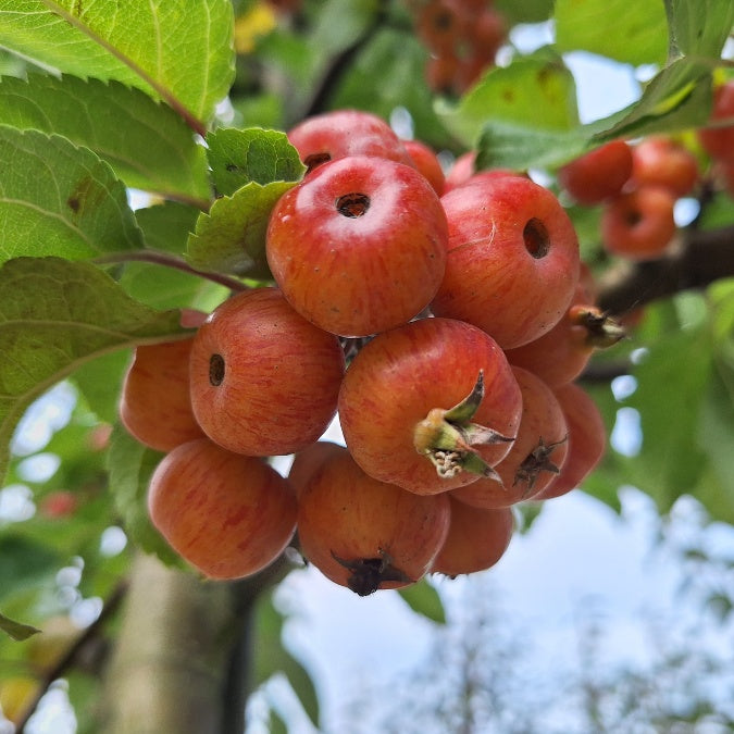 Malus 'Evereste'