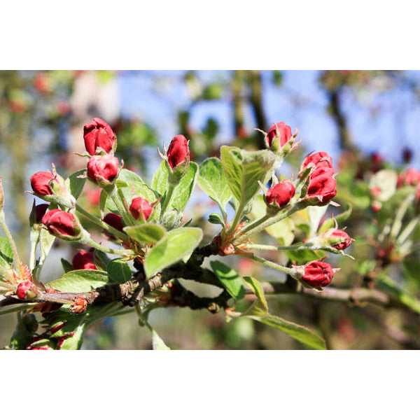 Malus 'Evereste'