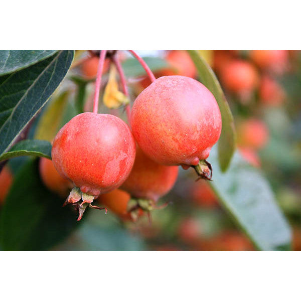 Malus 'Evereste'