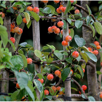 Malus 'Evereste' (Pleached)