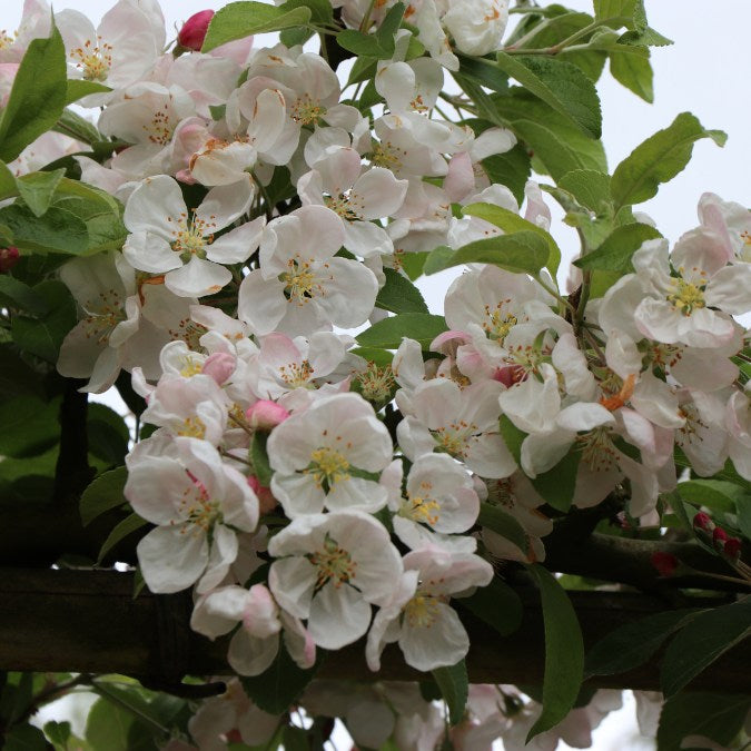 Malus Evereste Pleached Majestic Trees Malus Evereste Pleached Majestic Trees