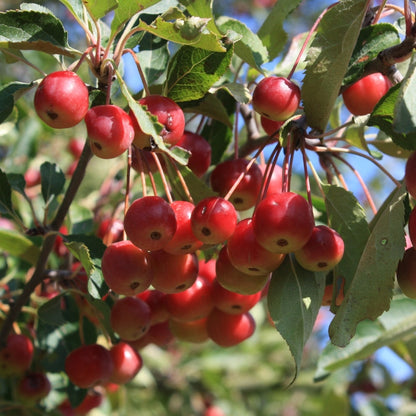 Malus hupehensis