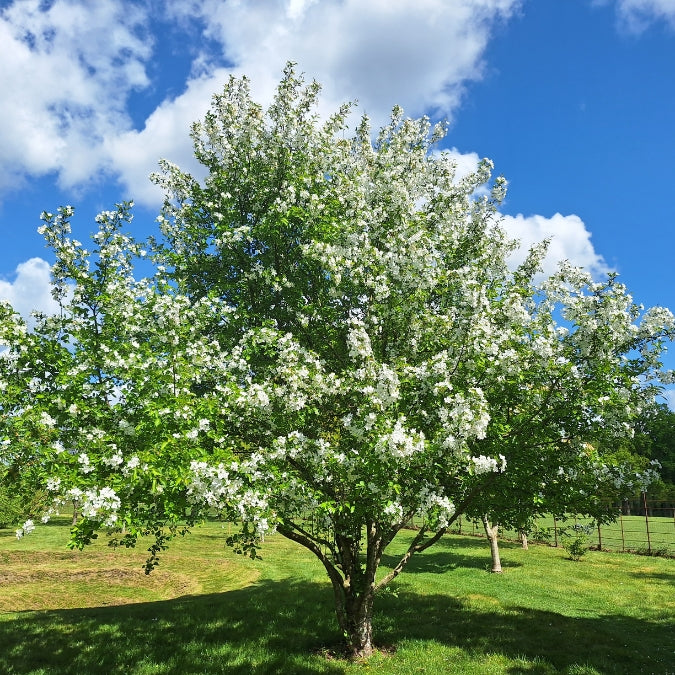 Malus hupehensis