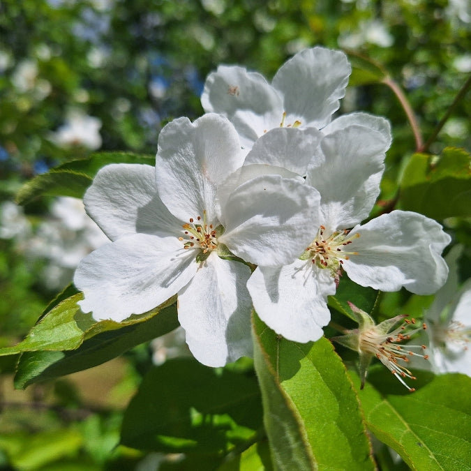 Malus hupehensis