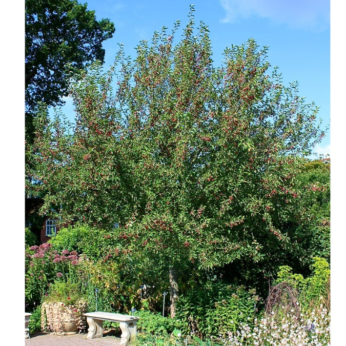 Malus hupehensis