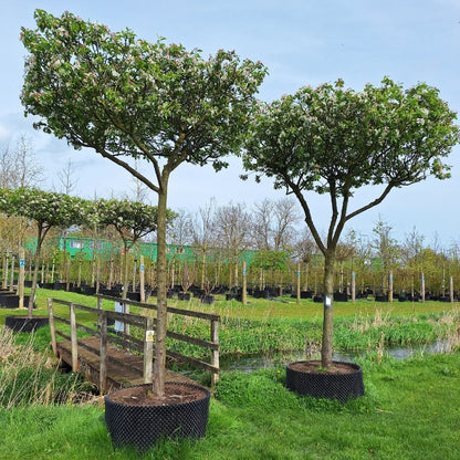 Malus 'Red Sentinel'