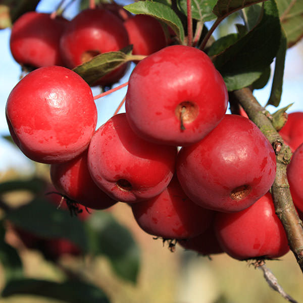 Malus 'Red Sentinel'