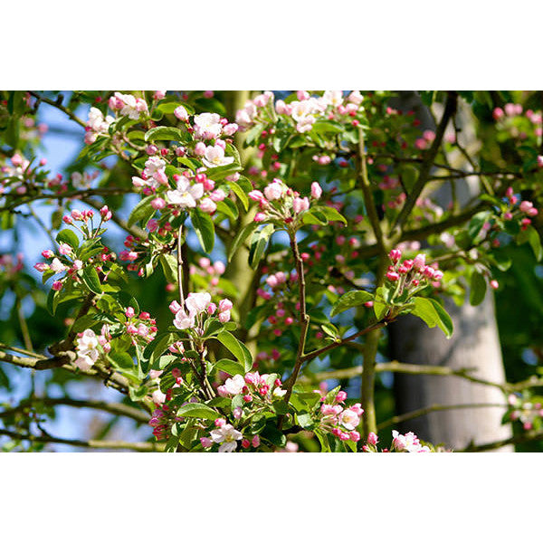 Malus 'Red Sentinel'