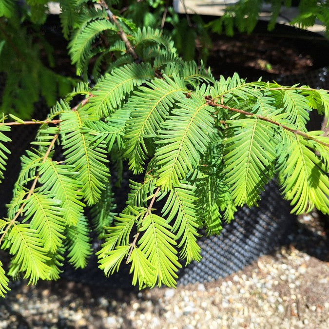 Metasequoia glyptostroboides