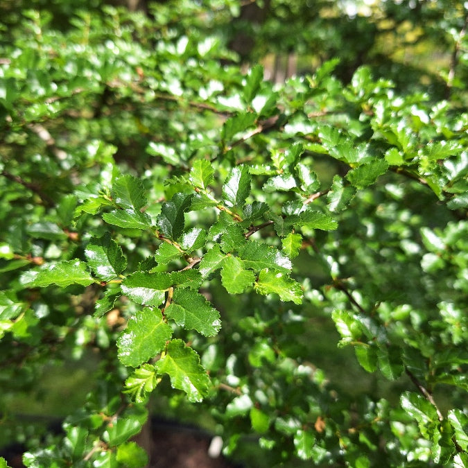 Nothofagus antarctica