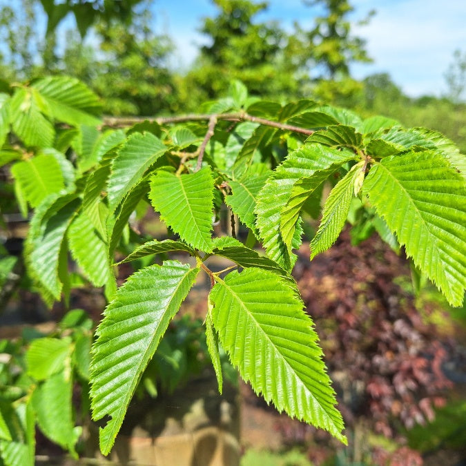 Ostrya carpinifolia