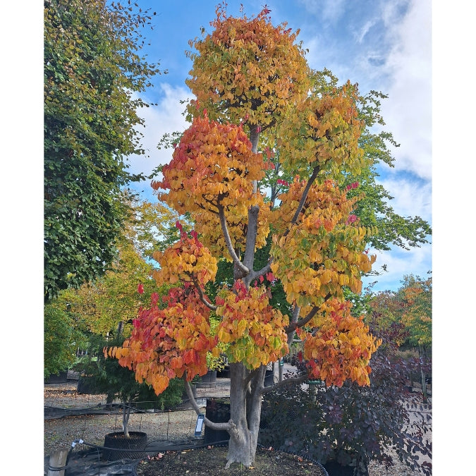 Parrotia persica