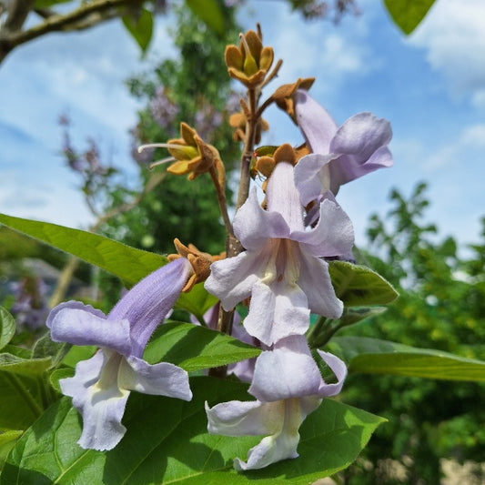 Paulownia tomentosa