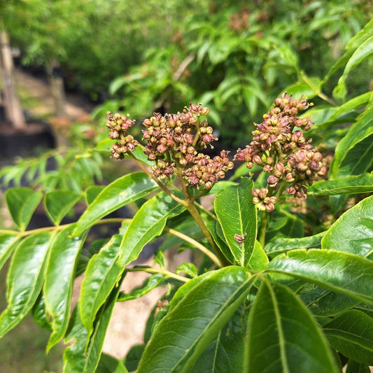 Phellodendron amurense