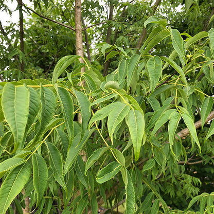 Phellodendron amurense