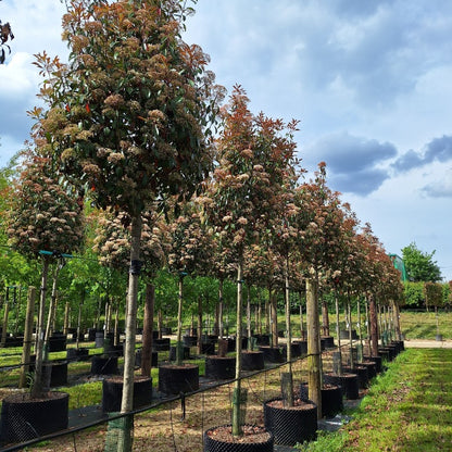 Photinia x fraseri 'Red Robin'