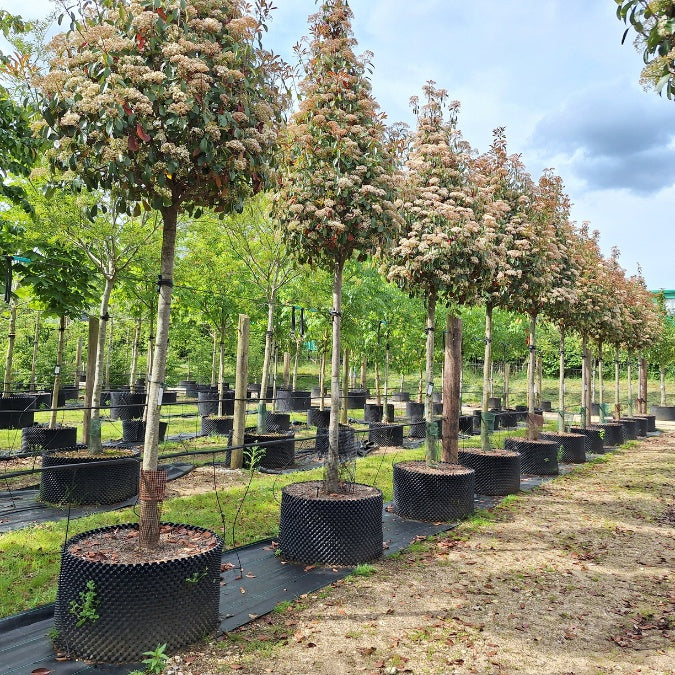 Photinia x fraseri 'Red Robin'