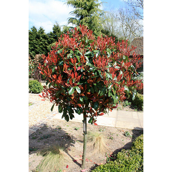 Photinia x fraseri 'Red Robin' – Majestic Trees