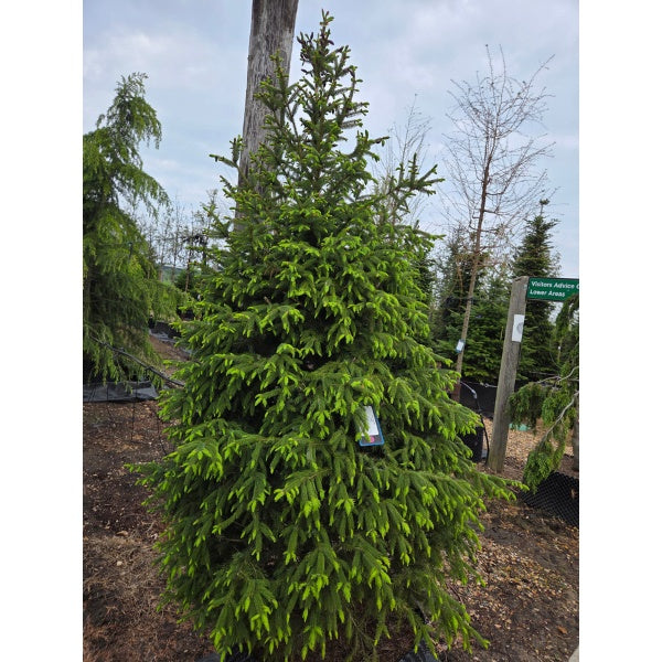 Picea omorika