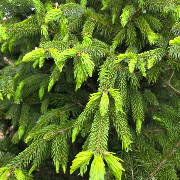 Picea omorika