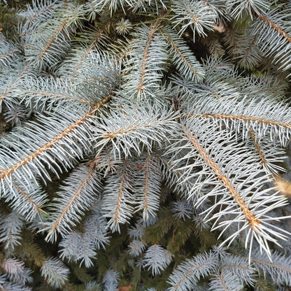 Picea pungens 'Hoopsii'