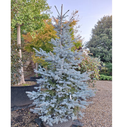 Picea pungens 'Hoopsii'