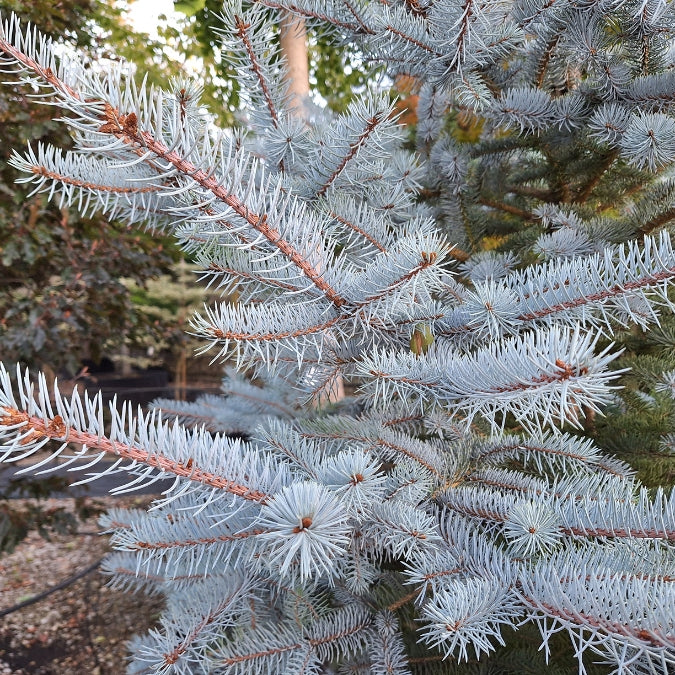 Picea pungens 'Hoopsii'