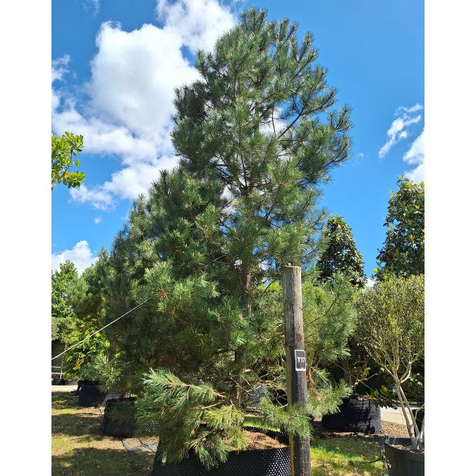 Pinus nigra ssp. nigra