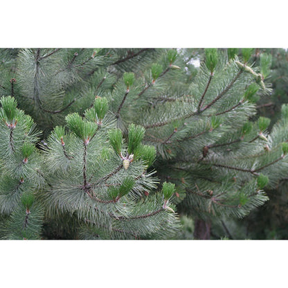 Pinus nigra ssp. nigra
