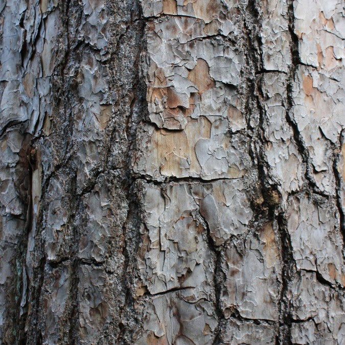 Pinus sylvestris