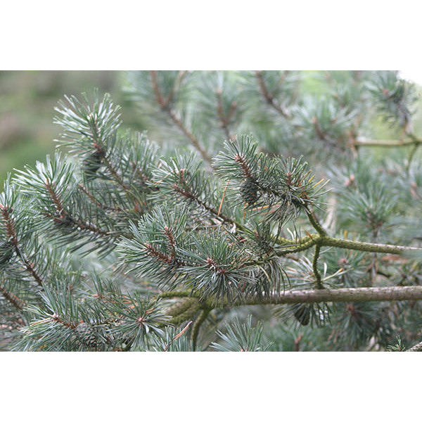 Pinus sylvestris