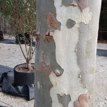 Platanus x hispanica (Pleached)