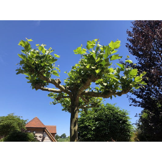 Platanus x hispanica (Pleached)