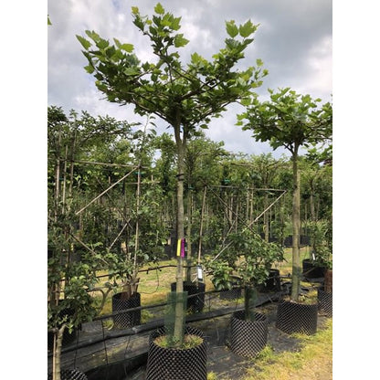 Platanus x hispanica (Pleached)