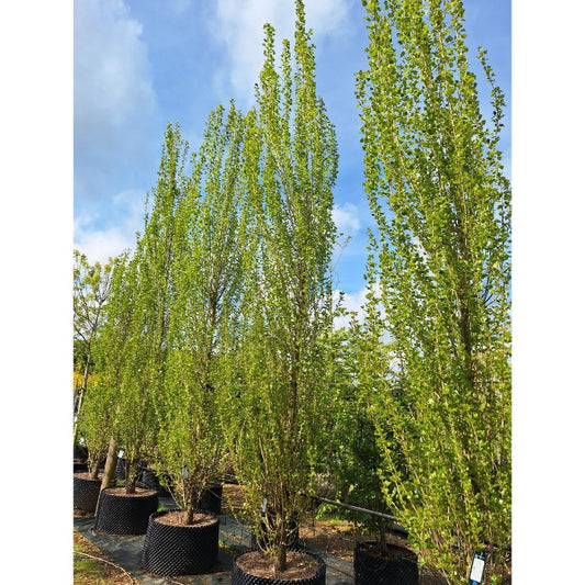 Populus nigra 'Italica'