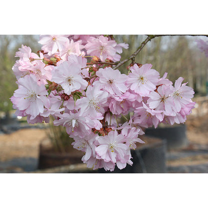 Prunus 'Accolade'