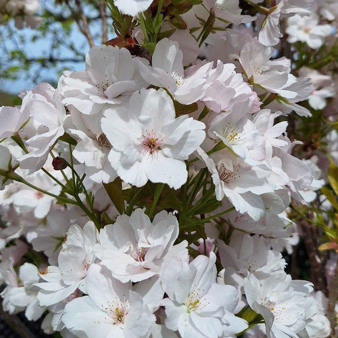 Prunus 'Amanogawa'