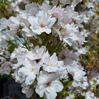 Prunus 'Amanogawa'