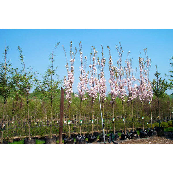 Prunus 'Amanogawa'