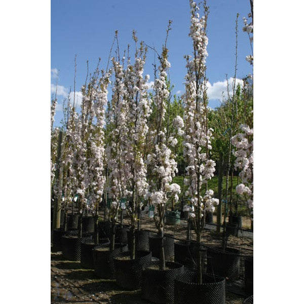 Prunus 'Amanogawa'