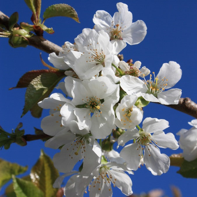 Prunus avium 'Bigarreau Burlat'