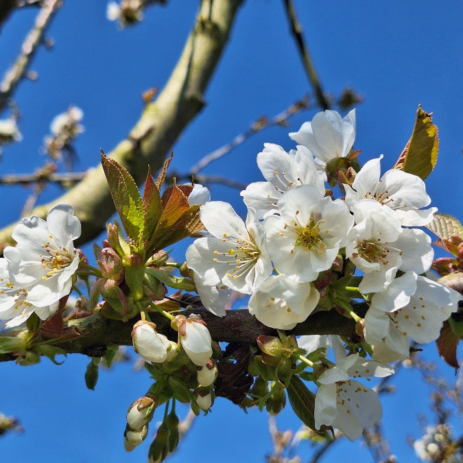 Prunus avium 'Early Burlat'