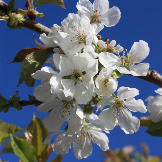 Prunus avium 'Early Burlat'