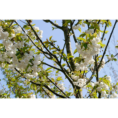 Prunus avium 'Plena'